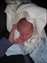 Hannah Sleeping 6days old.JPG